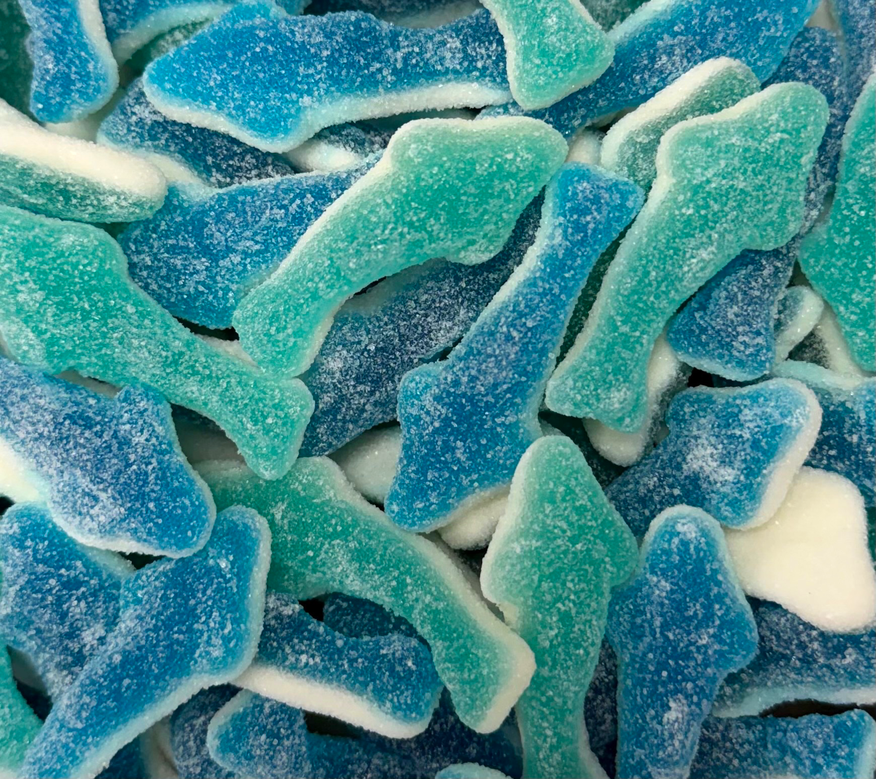 Requin bleu givré